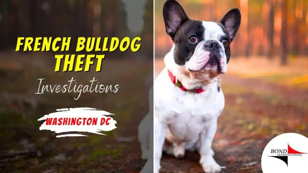 French-Bulldog-Theft-Investigations-at-Washington-DC